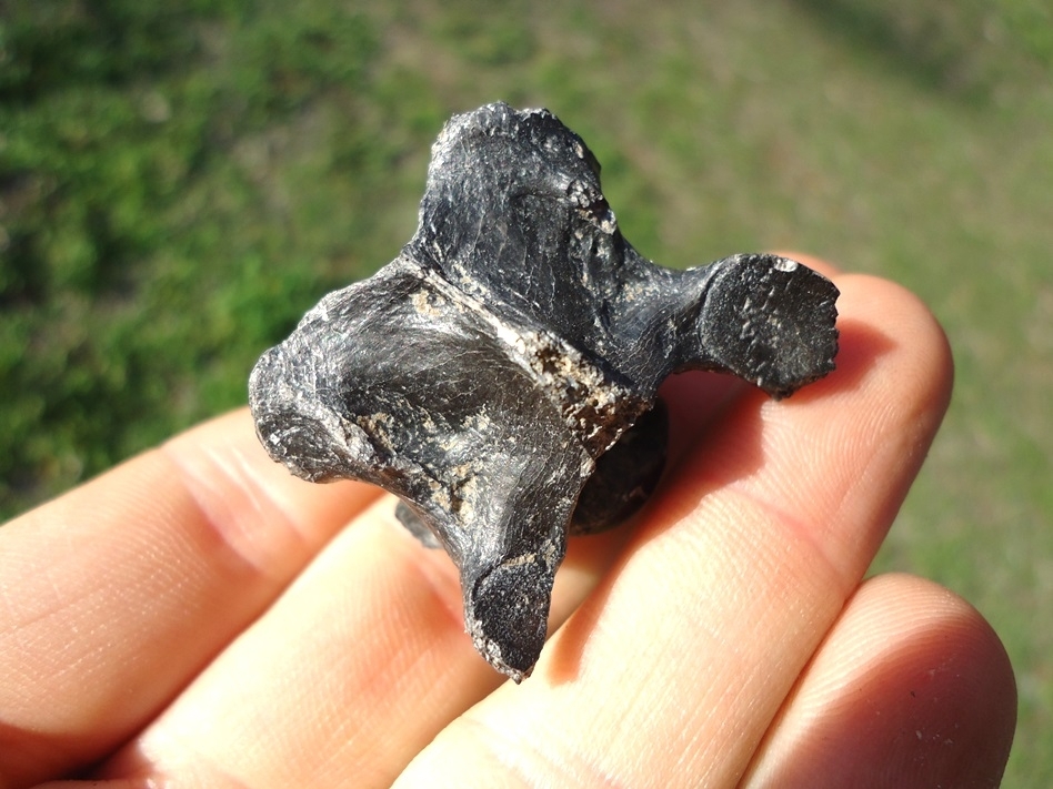 Large image 3 Scarce Edward's Wolf Cervical Vertebra