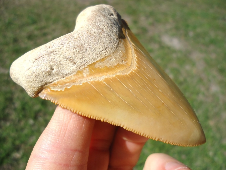 Large image 3 World Class 3.37' Yellow Bone Valley Megalodon Shark Tooth