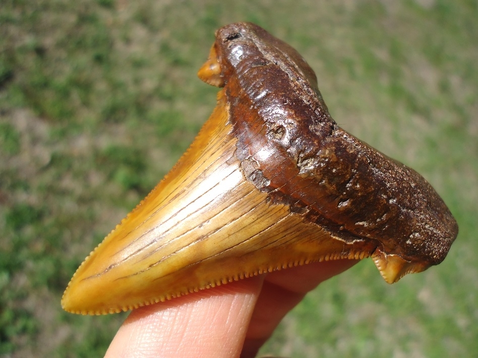 Large image 3 Top Quality Colorful Suwannee River Auriculatus Shark Tooth