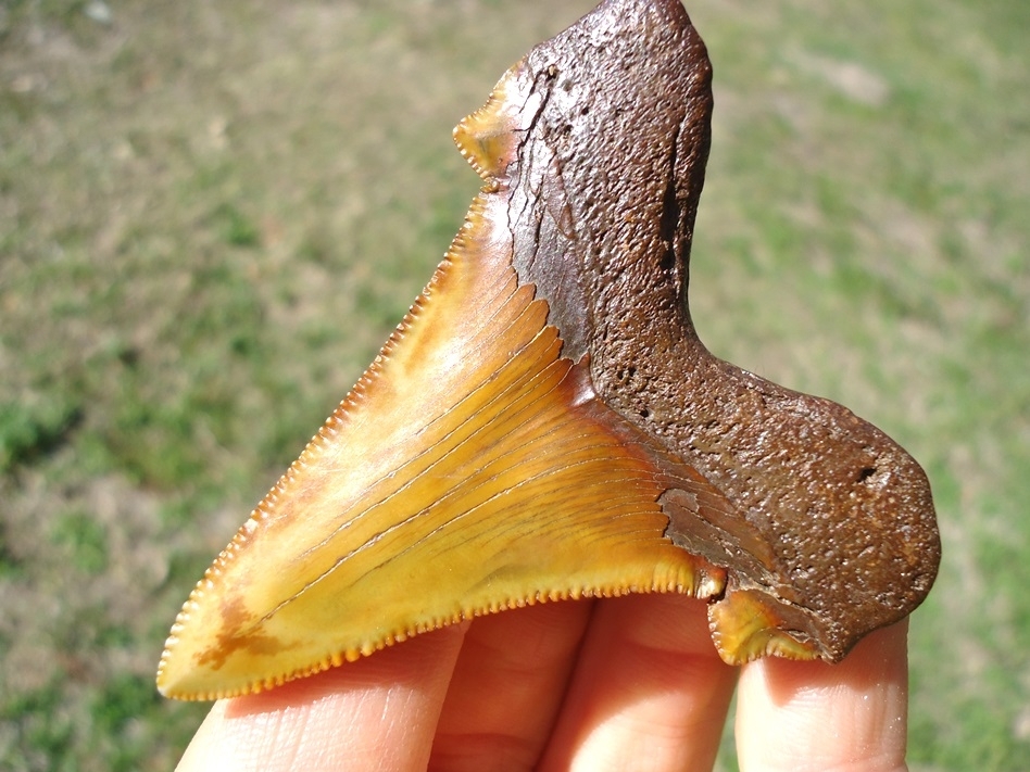 Large image 4 Top Quality Colorful Suwannee River Auriculatus Shark Tooth