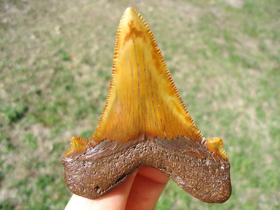 Large image 5 Top Quality Colorful Suwannee River Auriculatus Shark Tooth