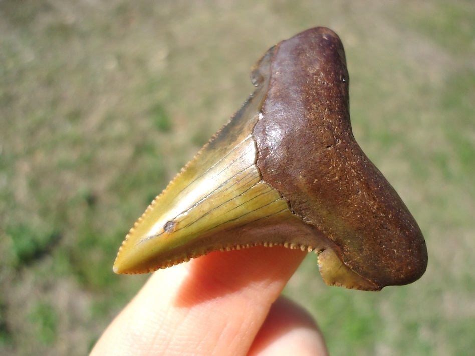 Large image 2 Top Quality Green Suwannee River Auriculatus Shark Tooth