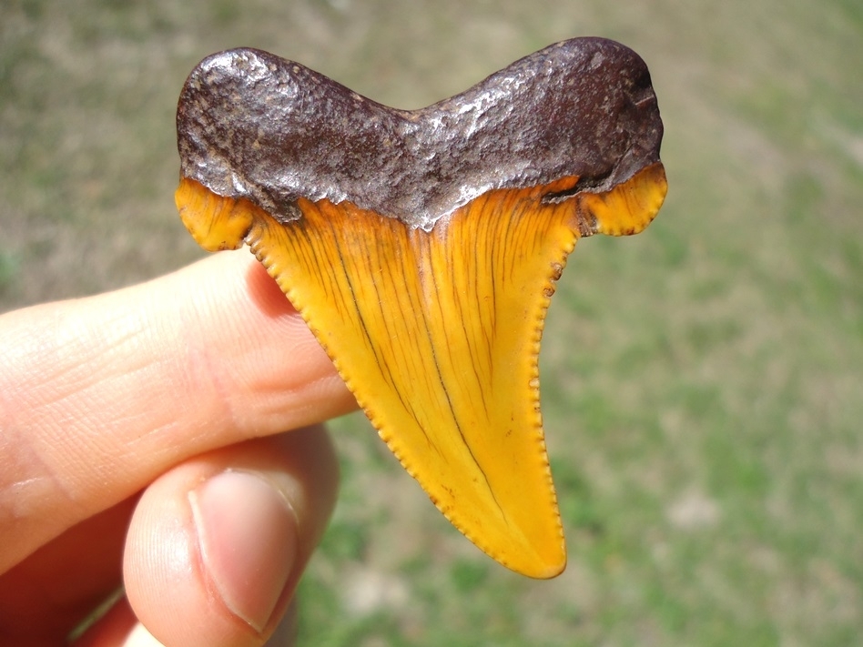 Large image 1 Atomic Orange Suwannee River Auriculatus Shark Tooth