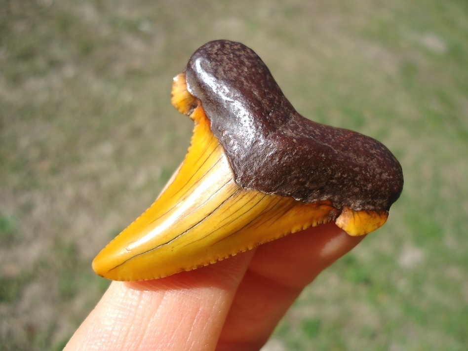 Large image 2 Atomic Orange Suwannee River Auriculatus Shark Tooth