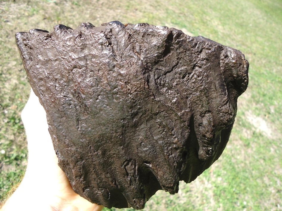 Large image 3 Attractive Glossy Black Suwannee River Mammoth Tooth