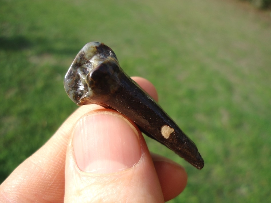 Large image 1 Colorful Tapir Incisor