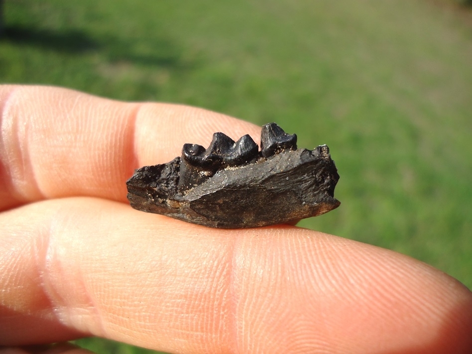 Large image 1 Rare American Mink Mandible with Two Teeth