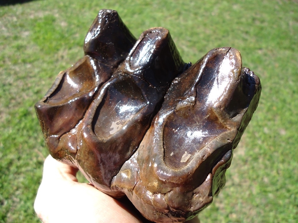 Large image 4 Large Three Hump Mastodon Tooth