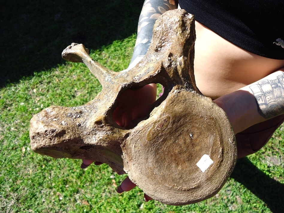 Large image 4 World Class Museum Quality Mastodon Thoracic Vertebra