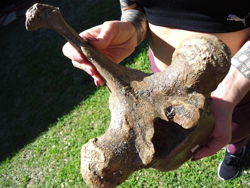 Large image 5 World Class Museum Quality Mastodon Thoracic Vertebra