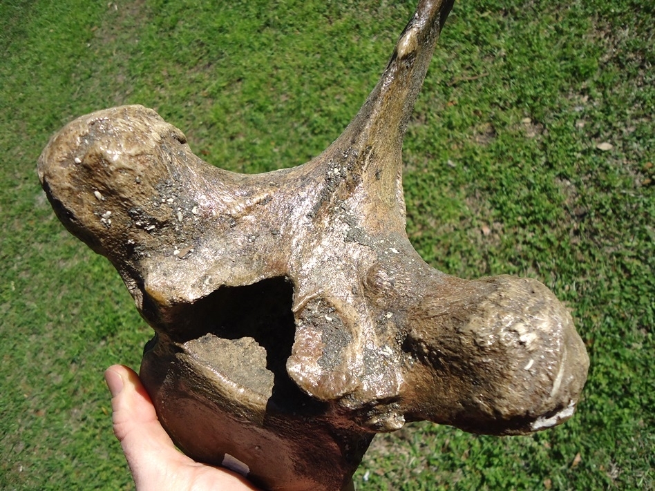 Large image 6 World Class Museum Quality Mastodon Thoracic Vertebra