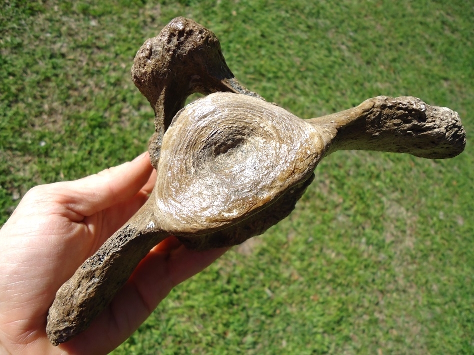 Large image 4 Exceptional Mastodon Caudal Vertebra