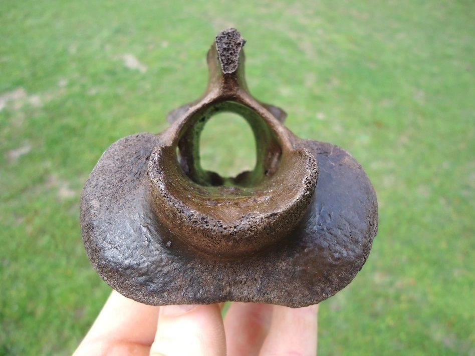 Large image 1 Unique Horse Axis Vertebra