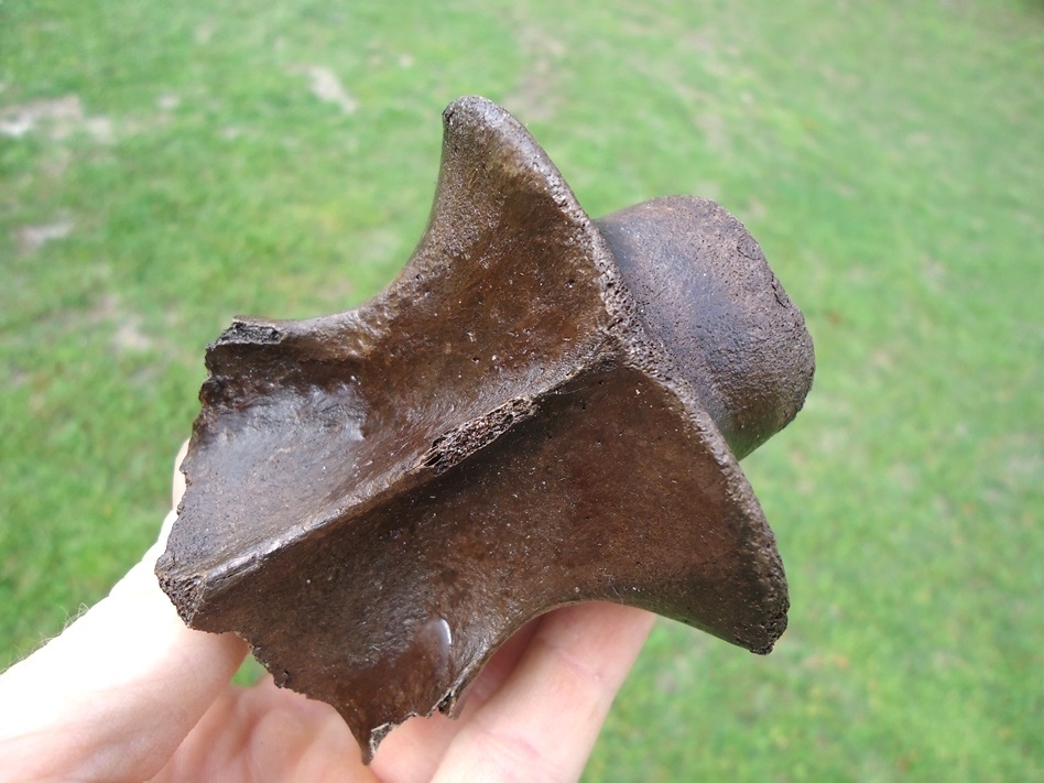 Large image 2 Unique Horse Axis Vertebra