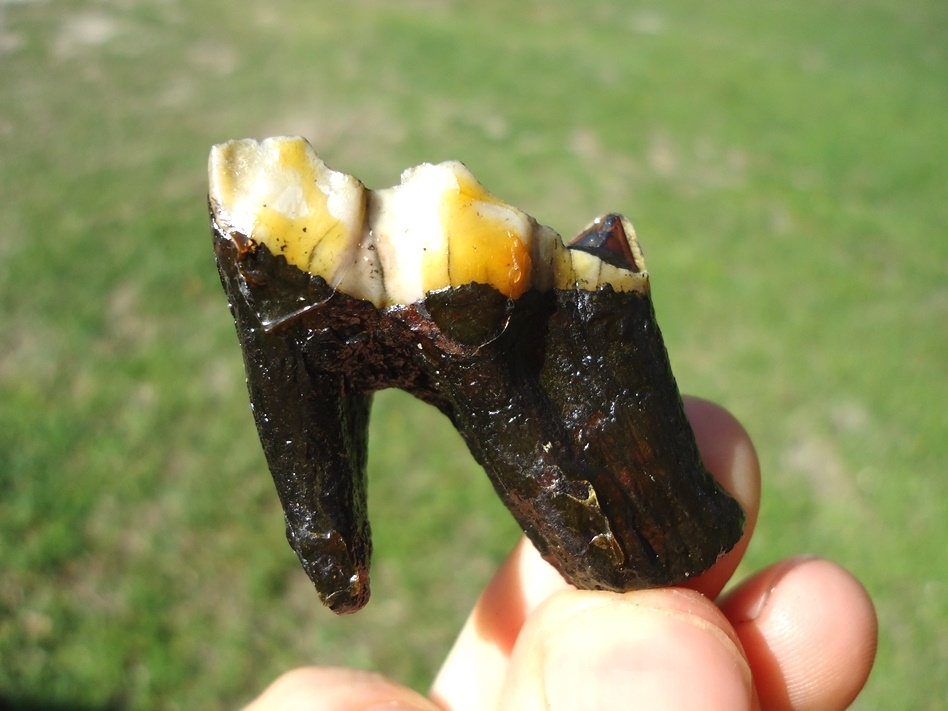 Large image 1 Fully Rooted Llama Molar