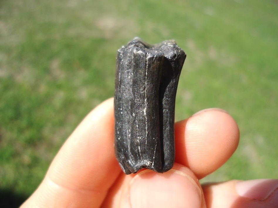 Large image 1 Quality Three Toed Horse Upper Molar