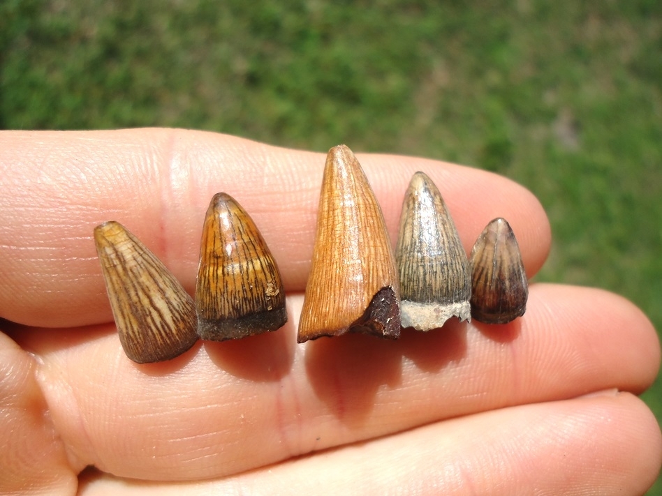 Large image 2 Five Beautifully Colorful Alligator Teeth