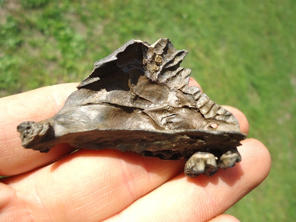 Large image 1 Unique Raccoon Maxilla and Skull Section