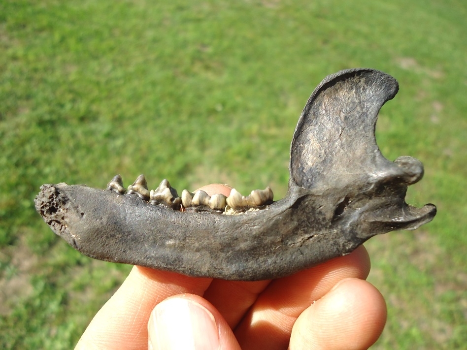 Large image 1 Top Quality Raccoon Mandible with Five Teeth