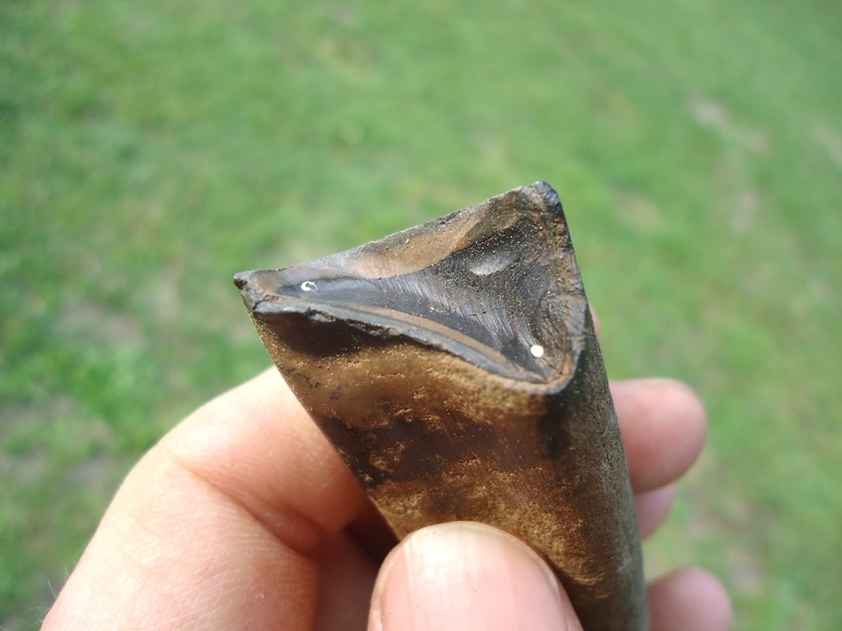 Large image 2 Exceptional Megalonyx Sloth Tooth