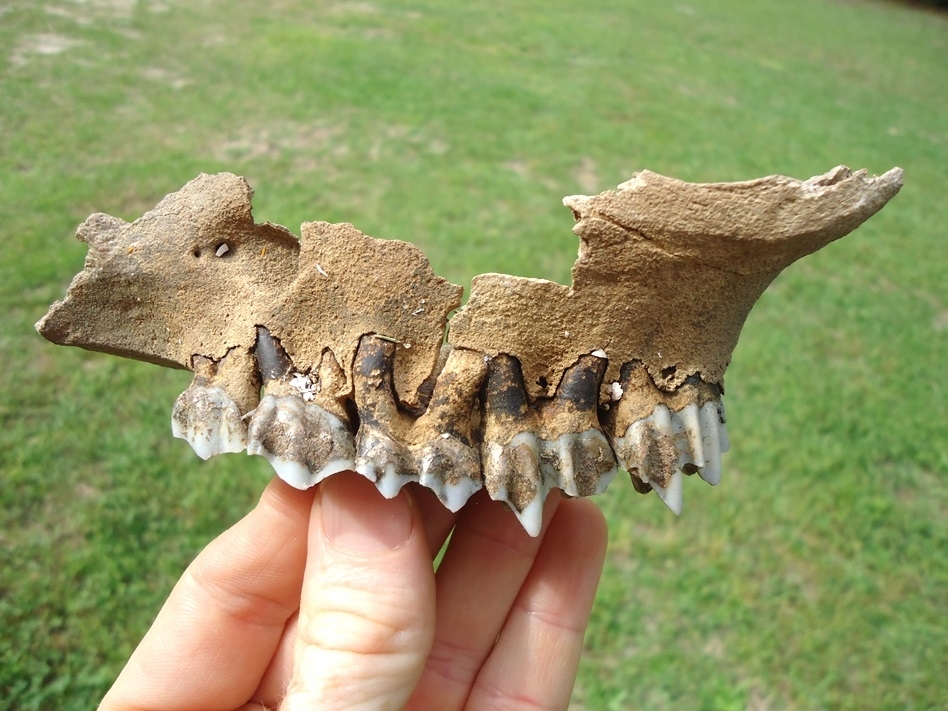 Large image 1 Rare Llama Maxilla with Five Teeth