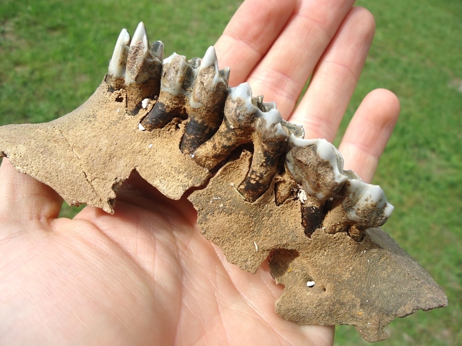 Large image 4 Rare Llama Maxilla with Five Teeth