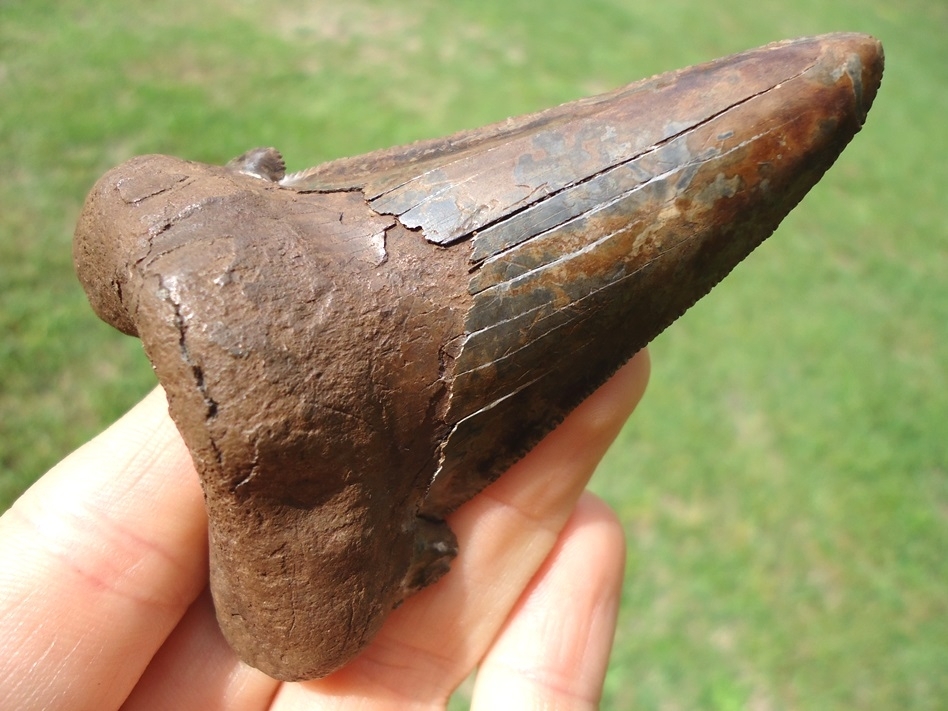 Large image 3 Unique Colorful 3.45' Suwannee River Auriculatus Shark Tooth