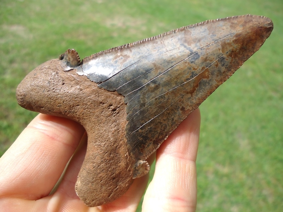 Large image 2 Unique Colorful 3.45' Suwannee River Auriculatus Shark Tooth