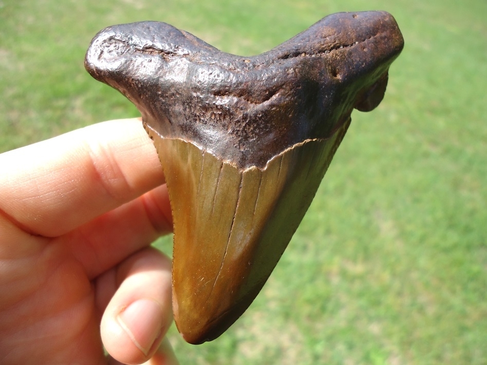 Large image 1 Vibrant Orange 3.41' Auriculatus Shark Tooth