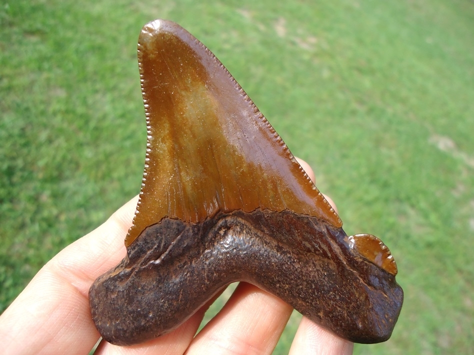 Large image 4 Vibrant Orange 3.41' Auriculatus Shark Tooth