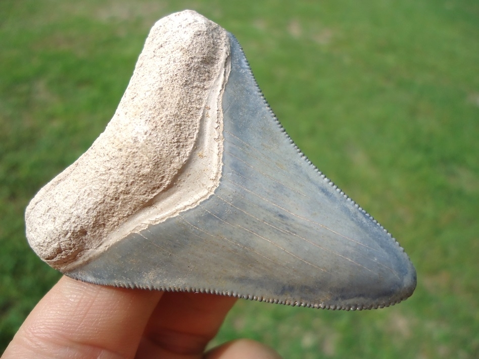 Large image 1 Classic Colored Bone Valley Megalodon Shark Tooth