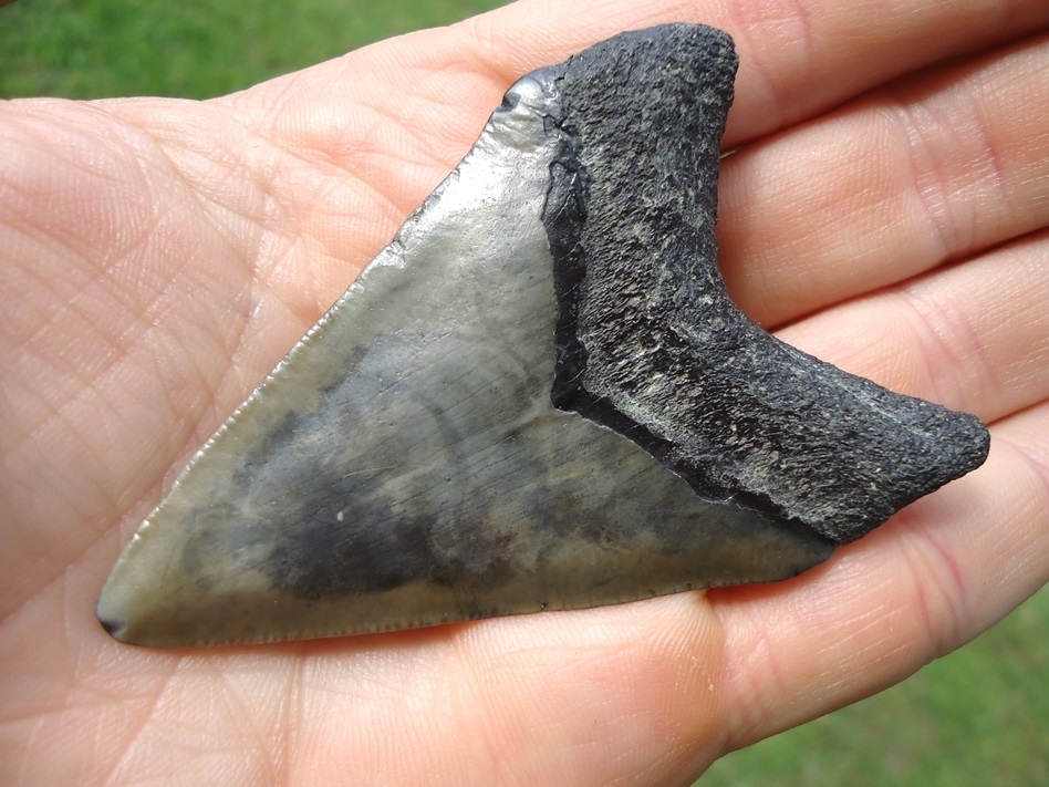 Large image 3 Bargain Megalodon Shark Tooth