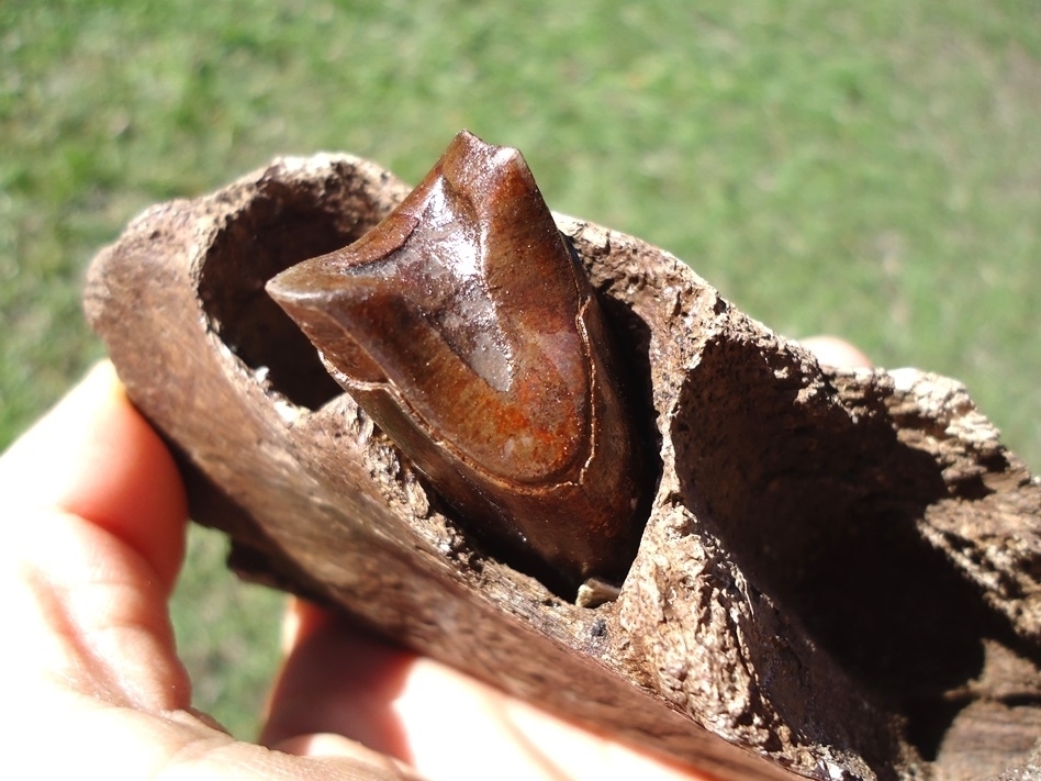 Large image 2 Awesome Mandible with Perfect Tooth from Earliest Known Sloth in Florida