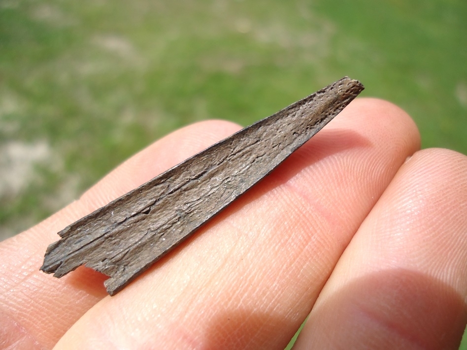 Large image 3 Very Rare Cormorant Beak