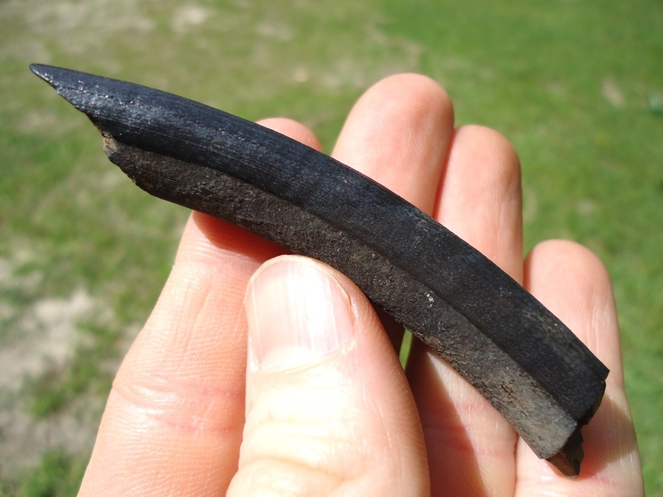 Large image 1 Large Section of Capybara Incisor