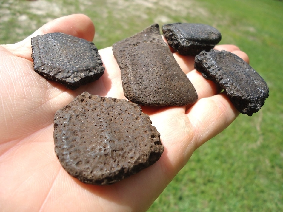 Large image 1 Five Choice Giant Armadillo Scutes