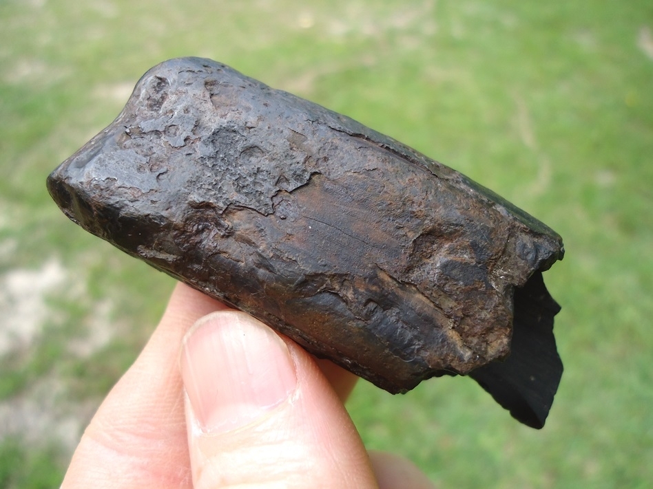 Large image 1 Extra Large Megalonyx Sloth Tooth