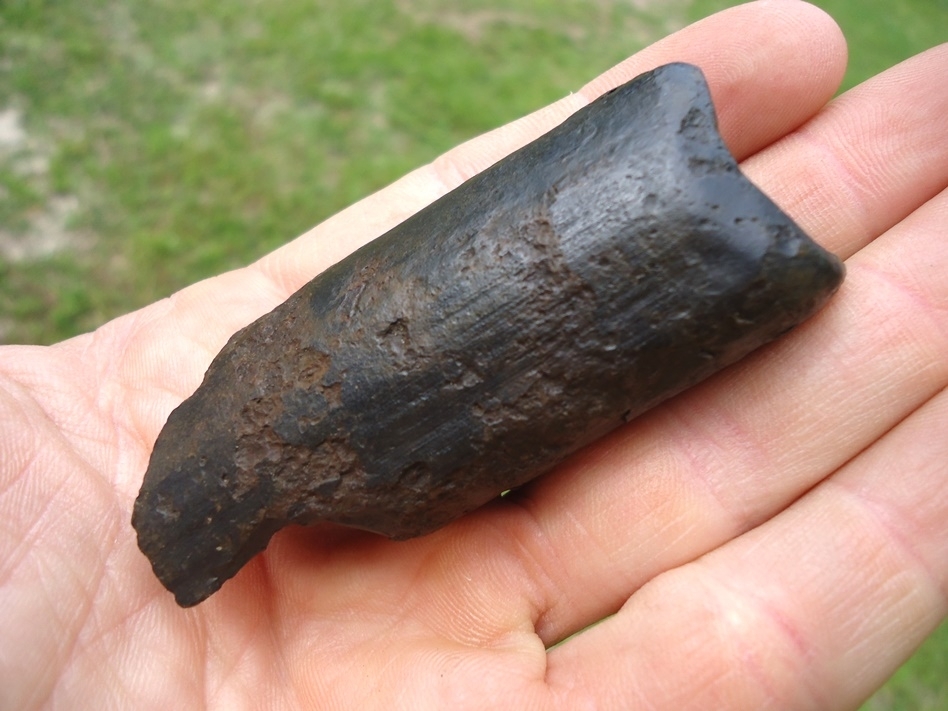 Large image 3 Extra Large Megalonyx Sloth Tooth