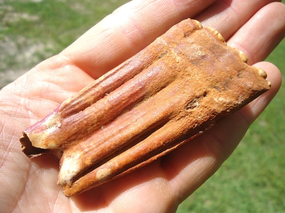 Large image 4 Beautiful Orange Horse Tooth