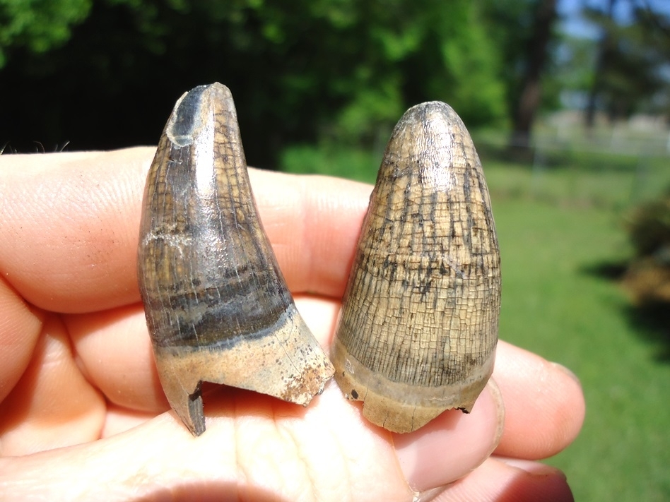 Large image 1 Two Super Colorful Alligator Teeth