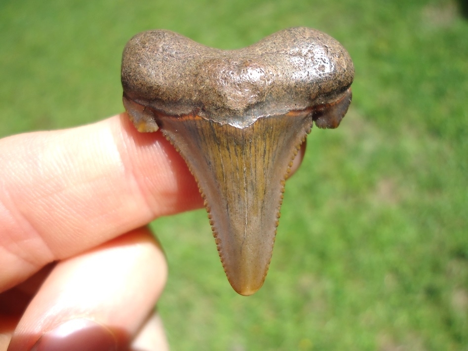 Large image 1 Bargain Suwannee River Auriculatus Shark Tooth