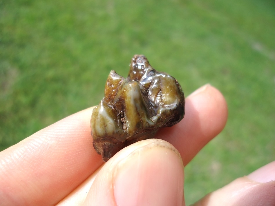 Large image 3 Nice Peccary Molar