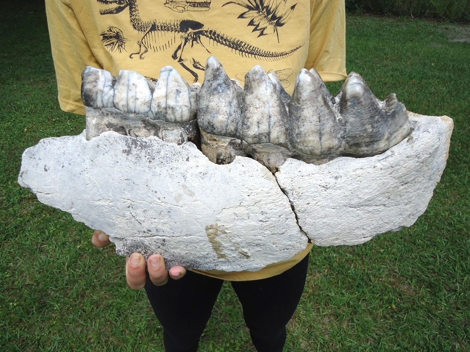 Large image 2 Museum Quality Mastodon Jaw with Two Colorful Teeth