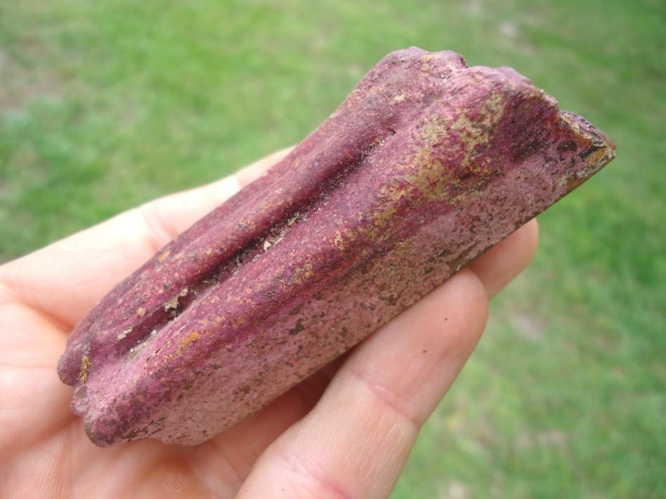 Large image 3 Gorgeous Pink Algae Stained Horse Tooth