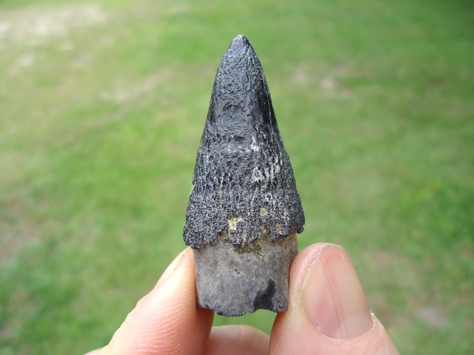 Large image 2 Very Uncommon Juvenile Sperm Whale Tooth