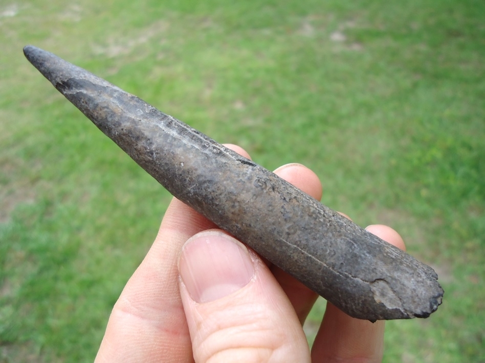 Large image 2 Quality Sperm Whale Tooth