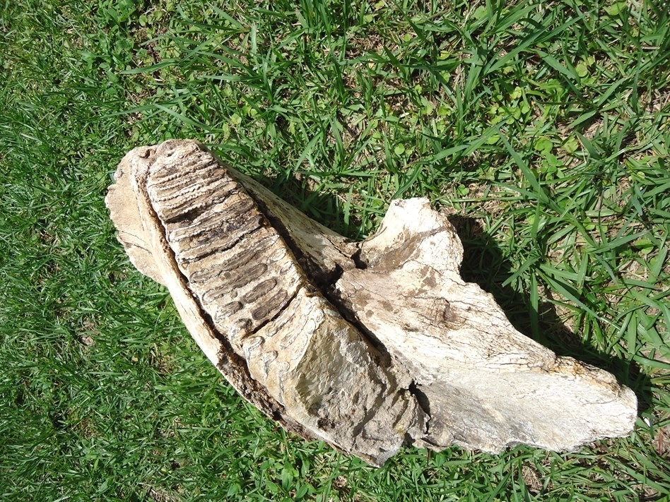 Large image 7 Awesome Mammoth Mandible