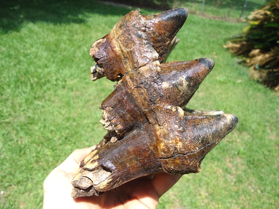 Large image 7 Colorful Extra Large Three Hump Mastodon Tooth