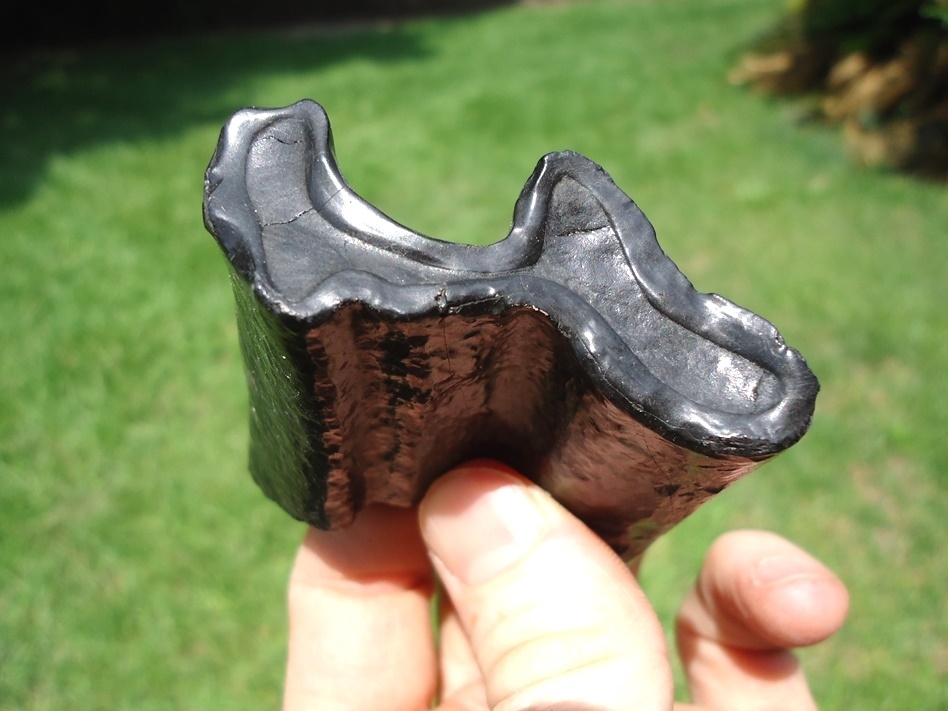 Large image 2 Massive Glossy Black Sloth Molar