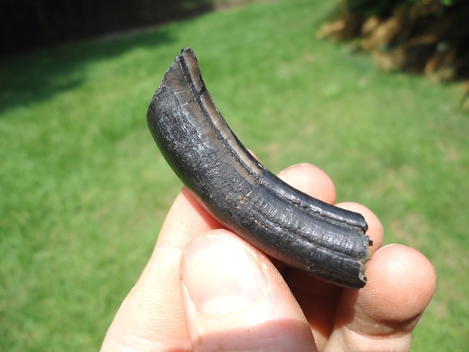 Large image 1 Top Quality Giant Beaver Molar